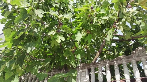Fig tree with ripe figs growth in garden  at sunny day Stock Footage 318851845