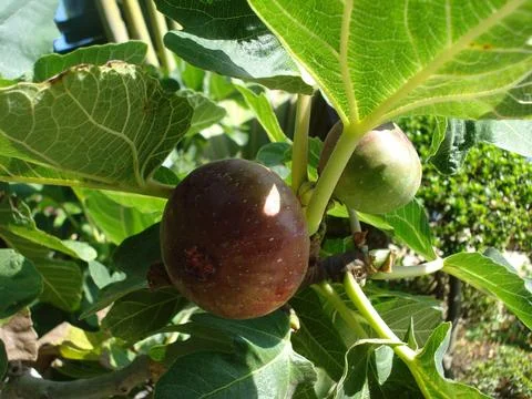 Fig tree with ripe figs Stock Photos
