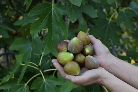 Fig tree ripe fruit Photos