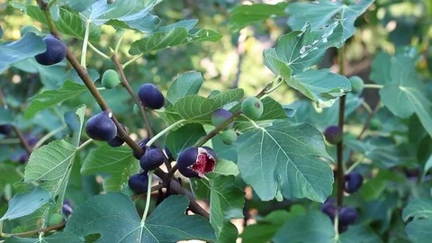 Fig tree with ripe fruits Stock Footage 79335431
