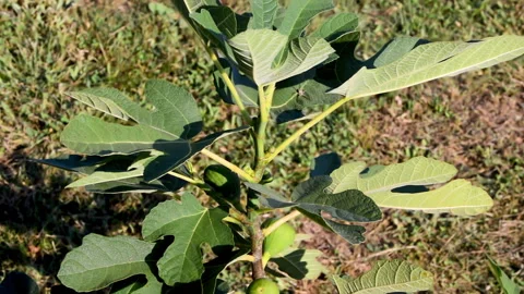 Fig tree with ripe small fig fruits at countryside orchard 스톡 동영상 141225322