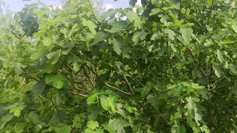 Fig tree by the road. Vitamins next to the road.  Stock Footage 197142584