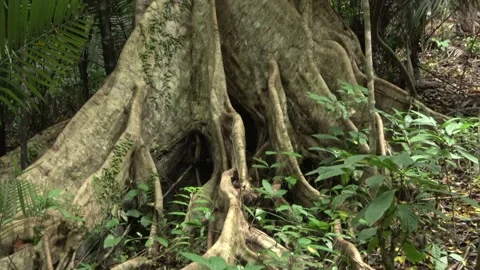 Fig tree roots, Malaysia Stock Footage 159635584