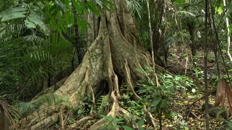 Fig tree roots, Malaysia Stock Footage 159635629