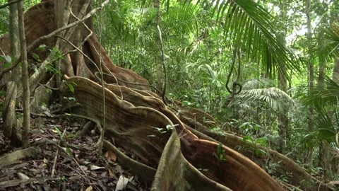 Fig tree roots, Malaysia Stock Footage 159636420