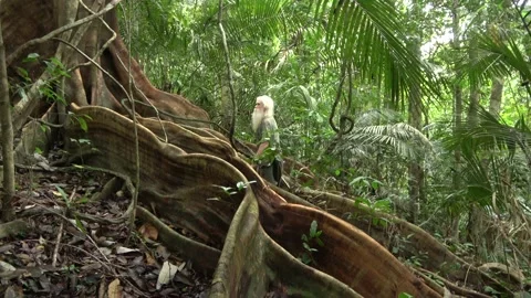 Fig tree roots, Malaysia Stock Footage 159636430