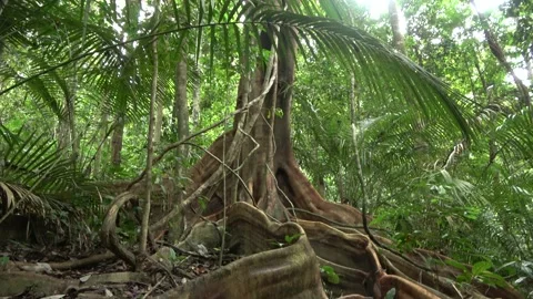 Fig tree roots, Malaysia Stock Footage 159636477