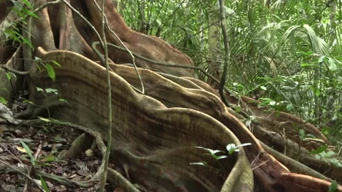 Fig tree roots, Malaysia Stock Footage 159636480
