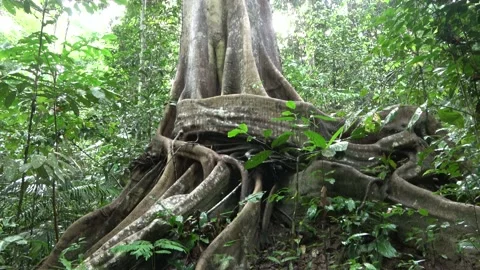 Fig tree roots, Malaysia Stock Footage 159637594