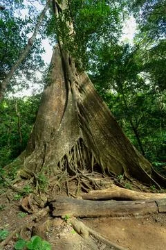 Fig Tree roots in Rincon de la Vieja, Province, Costa Rica Stock Photos