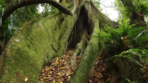 Fig tree roots - Temperate Rainforest Australian Landscape Stock Footage 43546714