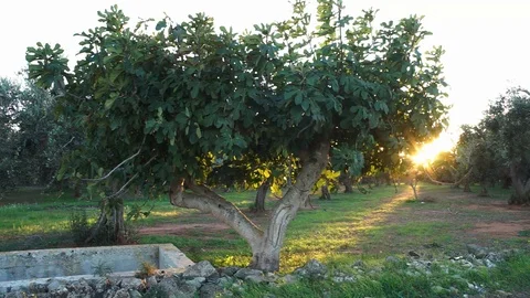 Fig tree in Salento at sunset Stock Footage 126668927