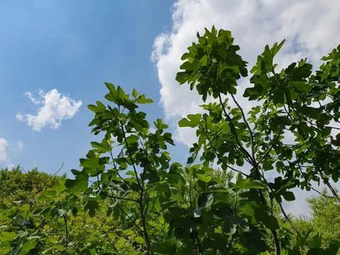 Fig tree scient. name Ficus carica Stock Photos