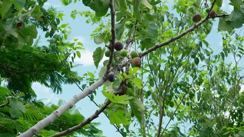 Fig tree with several fig fruits growing on its branches Stock Footage 280219012
