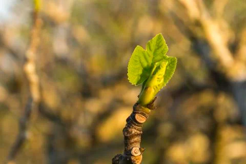 Fig tree shoot Stock Photos