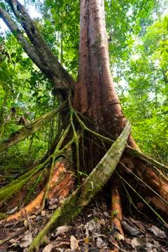 Fig tree strangling another tree Stock Photos
