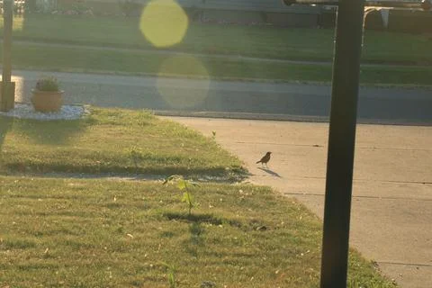 Fig tree in sunlight  bokeh effect 库存照片
