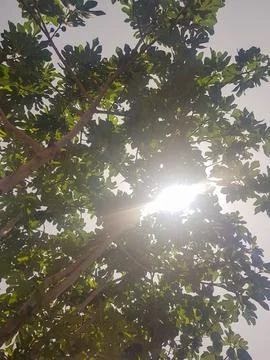 Fig Tree with Sunlight Shining Through the Leaves Stock Photos