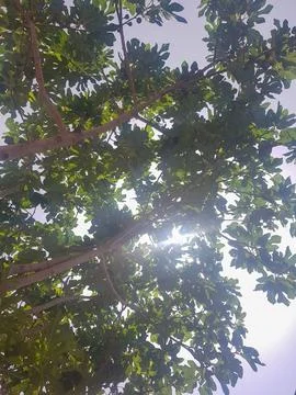 Fig tree with sunlight shining through the branches Stock Photos