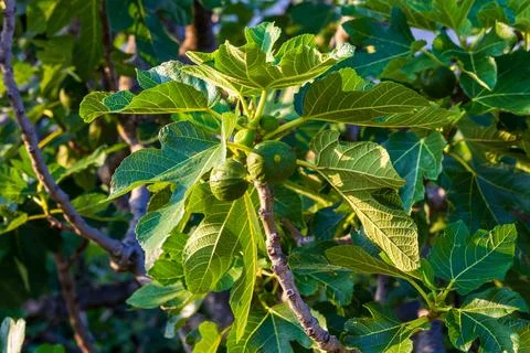 Fig tree in the sunshine Stock Photos