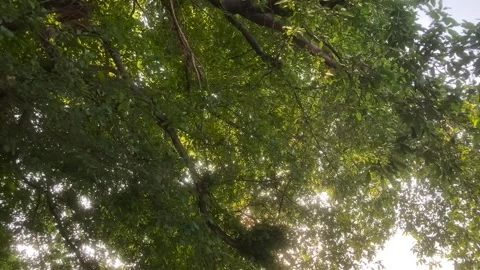 Fig Tree swaying under the sun Stock Footage 266974670