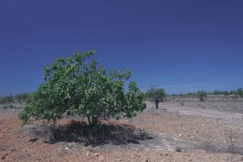 Fig tree thrives in Albufeira's warmth Stock Photos