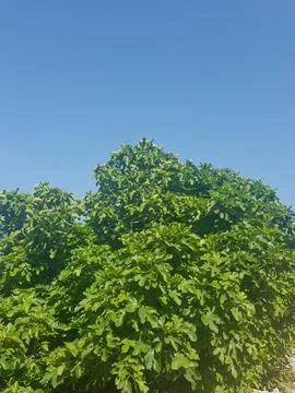 Fig tree is timeless beauty Stock Photos