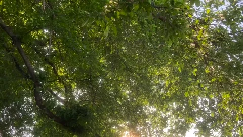Fig Tree tracking shot under golden sunlight Stock Footage 266974700