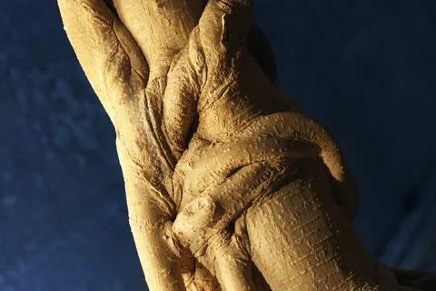 Fig Tree Trunk Stock Photos