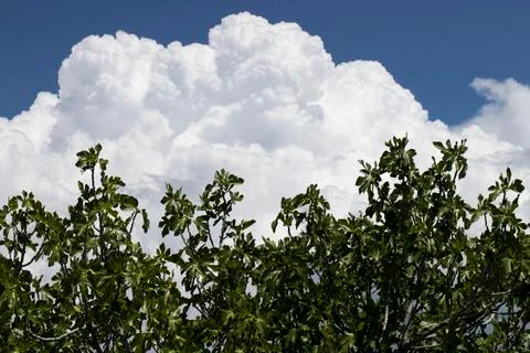 Fig tree under a blue sky. Close up. Stock Photos