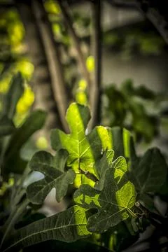 Fig tree under sunlight Stock Photos