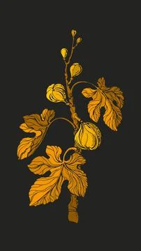 Fig tree. Vector vintage golden branch, fruit, leaf. Art illustration on blac Stock Illustration