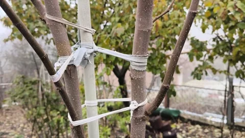 A fig tree with white wire tied to it on a garden Stock-Footage 257292123