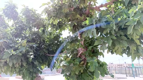 A fig tree on a windy day Stock Footage 244381198