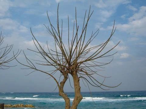 Fig tree without leaves on the beach, sea, small waves and blue sky with clouds Stock-Fotos