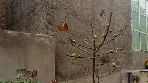A fig tree in yard Stock Photos