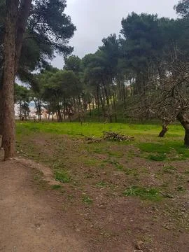 Fig trees among pine trees in the park Stock Photos