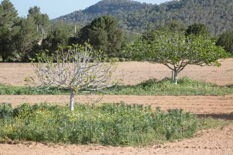 Fig Trees in Ibiza Stock Photos