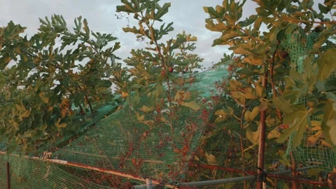 Fig Trees with Net, Fig Firming in rural Japan scene, Dolly 스톡 동영상 344896155