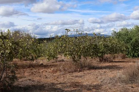 Fig trees in an orchard under a cloudy sky on a sunny day Stock Photos