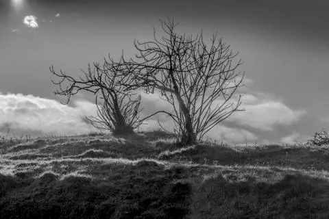 Fig trees without leaves Stock Photos
