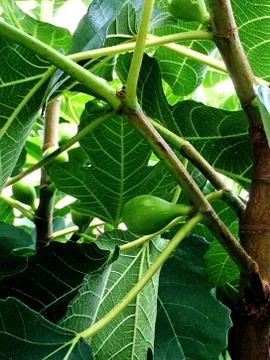 Fig, unripe on a tree Stock Photos