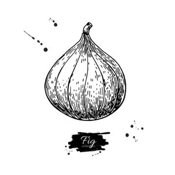 Fig vector drawing. Hand drawn isolated fruit.  Summer food Stock Illustration