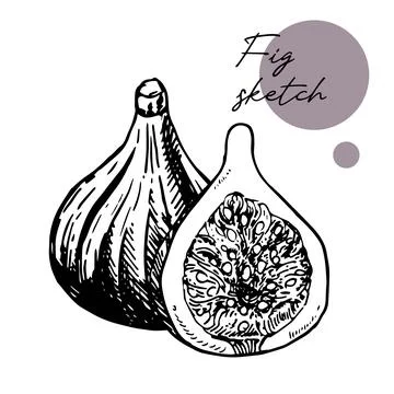 Fig vector drawing. Hand drawn fruit and sliced piece. Summer food engraved Stock Illustration