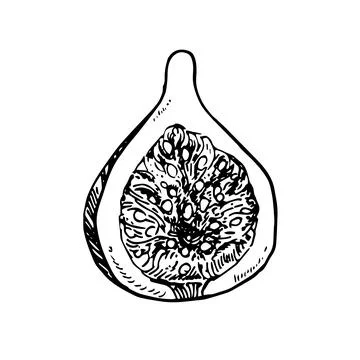 Fig vector drawing. Hand drawn fruit and sliced piece. Summer food engraved Stock Illustration