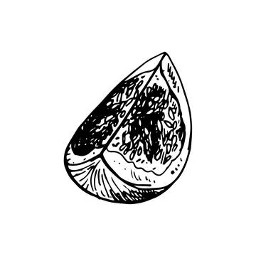 Fig vector drawing. Hand drawn fruit and sliced piece. Summer food engraved Stock Illustration