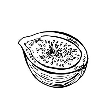 Fig vector drawing. Hand drawn fruit and sliced piece. Summer food engraved Stock Illustration