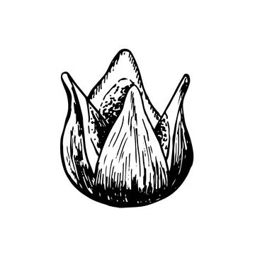 Fig vector drawing. Hand drawn fruit and sliced piece. Summer food engraved Stock Illustration