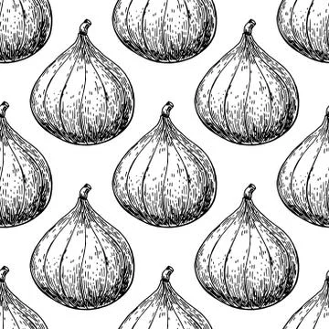 Fig vector seamless pattern drawing. Hand drawn isolated fruit. Stock Illustration