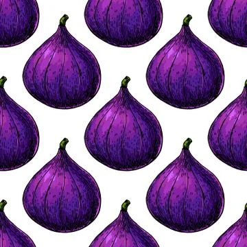 Fig vector seamless pattern drawing. Hand drawn isolated violet Stock Illustration